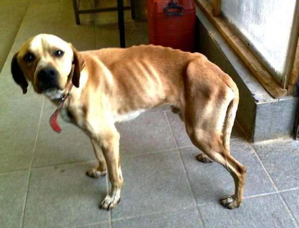 Ένας ακόμα σκελετωμένος σκύλος που  βρέθηκε στη Μεσσηνία μας χρειάζεται